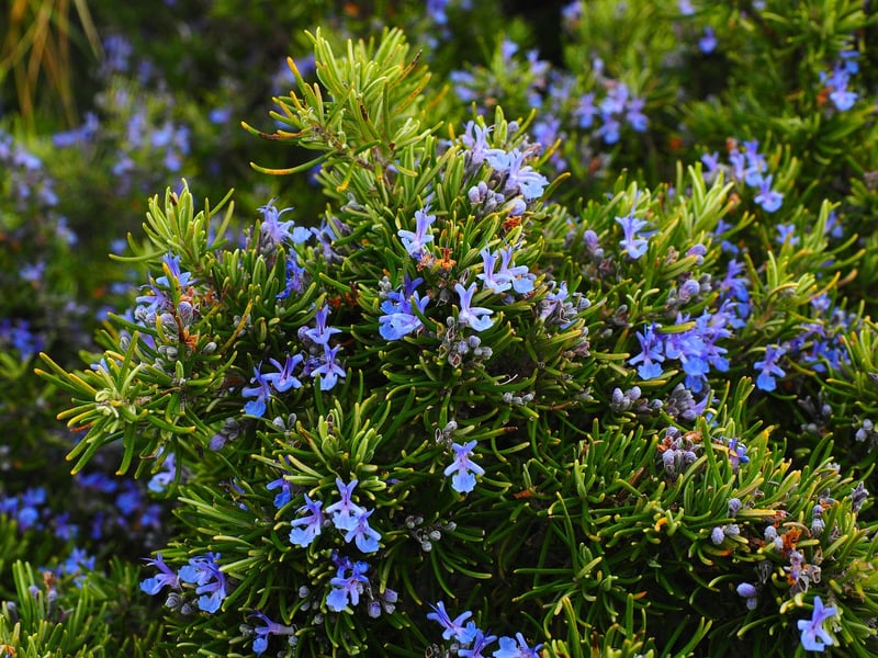 Aromatic Benefits