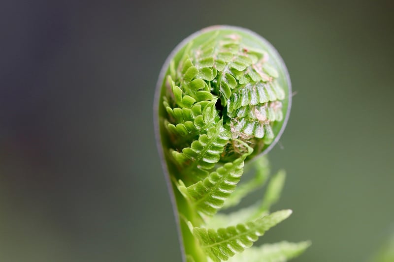 Fern Plant